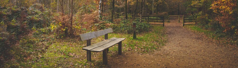 A photo of a bench in a forest