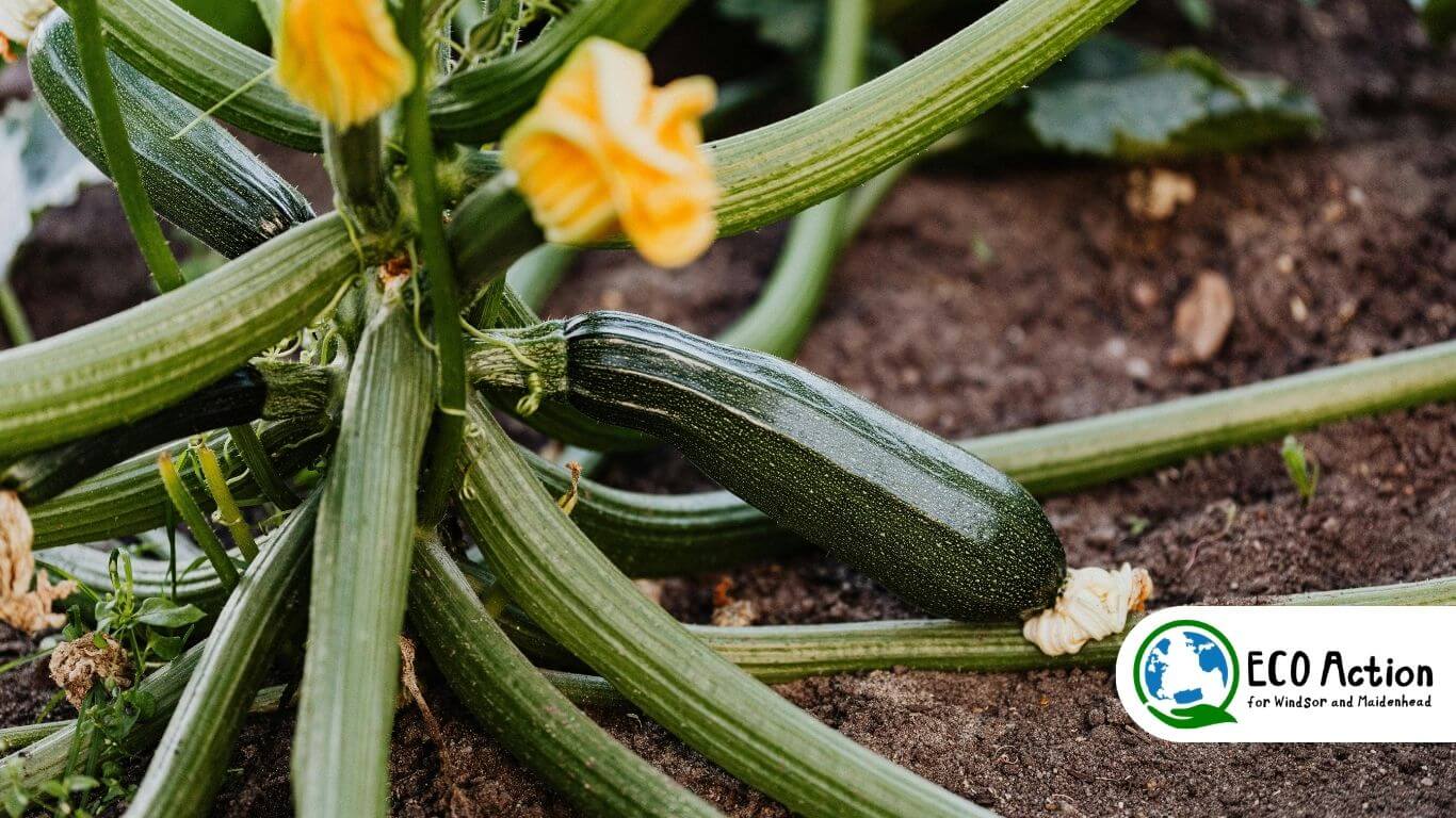 Grow Something Edible!