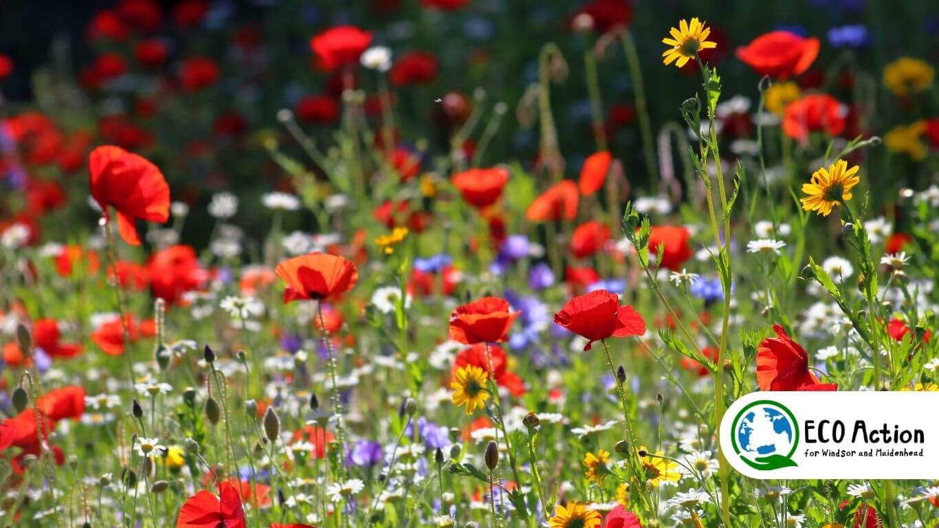 Plant a wildflower patch!